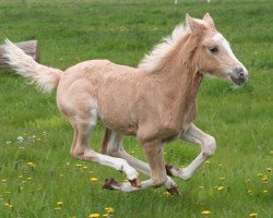 Pferd Petite Jolie (Deutsches Reitpony, 2016, von Herbstgold Primus)