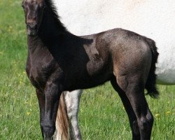 dressage horse Kinzighausen Hazy Miramis (Connemara Pony, 2016, from Kinzighausen Hazy Majesto)