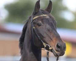 broodmare Dara Divina (Hanoverian, 1987, from Darling)