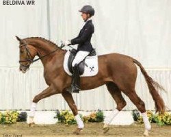 dressage horse Beldiva WR (Hanoverian, 2012, from Bonard de Charry)