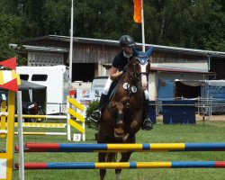 jumper Little Lilly S (Oldenburg show jumper, 2006, from Lordanos)