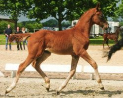 dressage horse Bel Ami (Hanoverian, 2012, from Bonard de Charry)