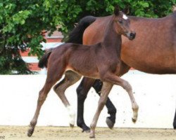 jumper Emily (Hanoverian, 2012, from Escudo I)