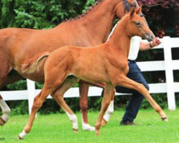 dressage horse Fleur (Hanoverian, 2012, from Fürst Nymphenburg)