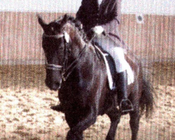 horse Wellington 169 (Hanoverian, 1991, from Weltmeyer)