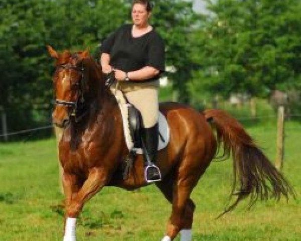 dressage horse Rocca D'Or (Hanoverian, 1999, from Rubinstein I)