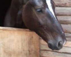 Pferd Lancelot (Schweres Warmblut, 2011, von Nefryt)