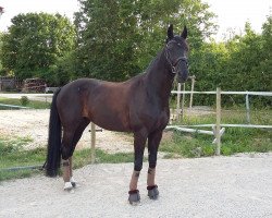 dressage horse Del Caprizio (Bavarian, 2005, from Del Mondo)