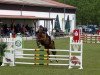 jumper Conto Blanco (Oldenburg show jumper, 2010, from Cellestial)