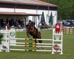 Springpferd Conto Blanco (Oldenburger Springpferd, 2010, von Cellestial)