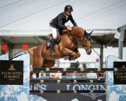 stallion Casall de Fuyssieux Z (Zangersheide riding horse, 2007, from Casall)