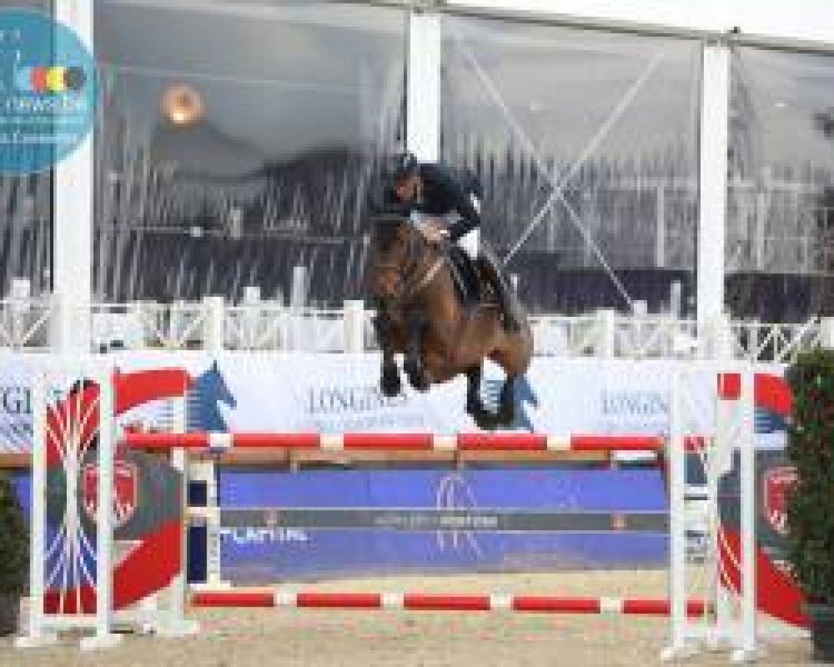 Springpferd Capiche 'ter Elzen' (Belgium Sporthorse, 2008, von Bamako de Muze)