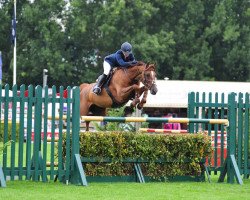 jumper Canora (Belgian Warmblood, 2002, from Baloubet du Rouet)