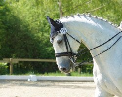 dressage horse Clayten 2 (Holsteiner, 2004, from Carpaccio)