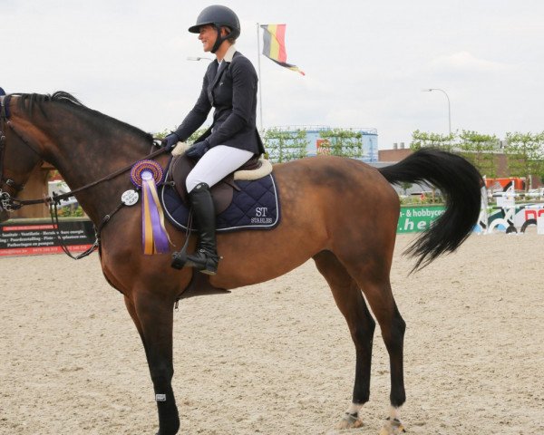 jumper Demone des Rosiers Z (Zangersheide riding horse, 2005, from Darco)