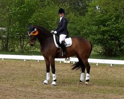 dressage horse Ray Liotta (Hanoverian, 2007, from Riccione)