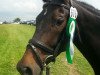 dressage horse Lillifee 88 (Hanoverian, 2009, from Lemur)