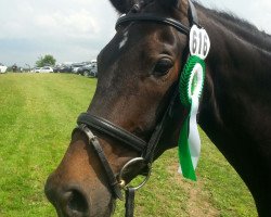 dressage horse Lillifee 88 (Hanoverian, 2009, from Lemur)