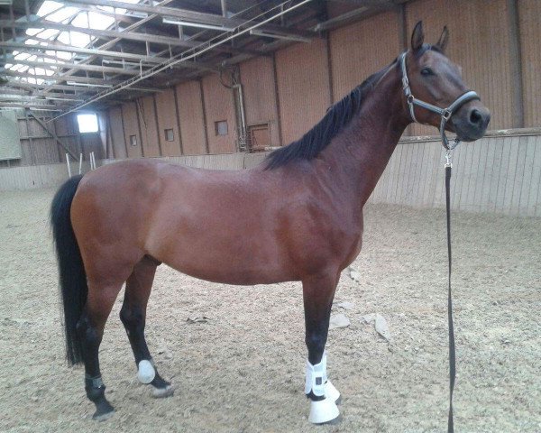 horse Fürst Maximilian S.S. (Oldenburg show jumper, 2006, from Fürst Heinrich)