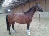 horse Fürst Maximilian S.S. (Oldenburg show jumper, 2006, from Fürst Heinrich)