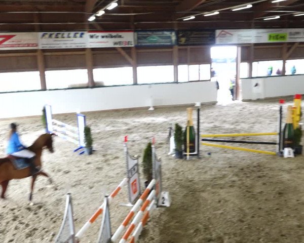 Reitturnier Würenlos 2020