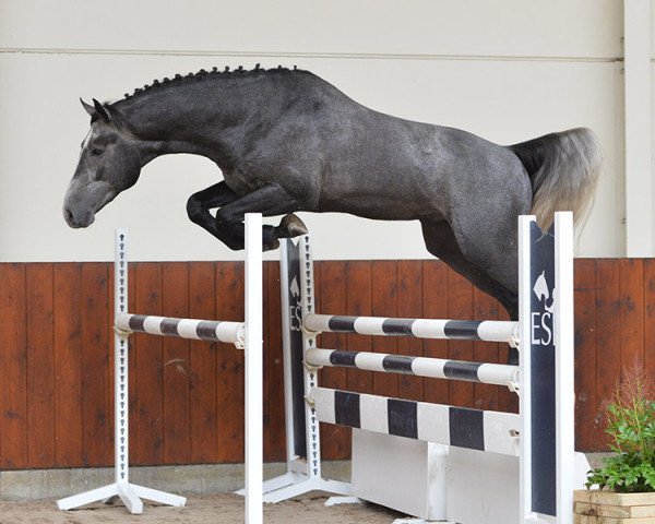 horse De Agostini (Zangersheide riding horse, 2012, from Darco)