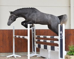 Pferd De Agostini (Zangersheide Reitpferd, 2012, von Darco)