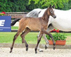 jumper Cossinia (Zangersheide riding horse, 2015, from Cornet Obolensky)