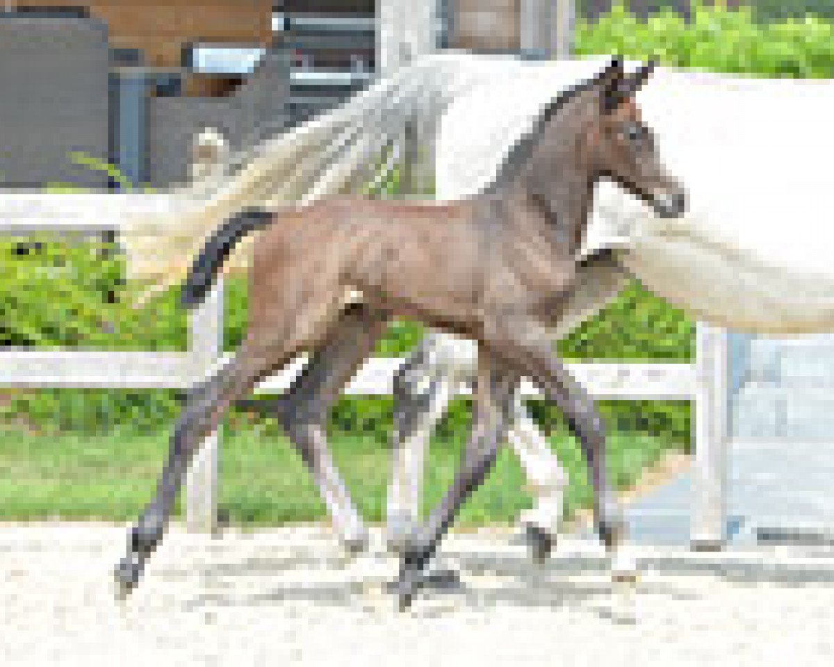horse Prospero van 'T Huka (Belgian Warmblood, 2015, from Cornet Obolensky)