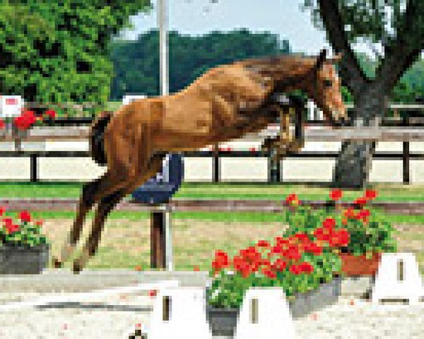 horse Quando Quando (Oldenburg show jumper, 2015, from Quick Star)