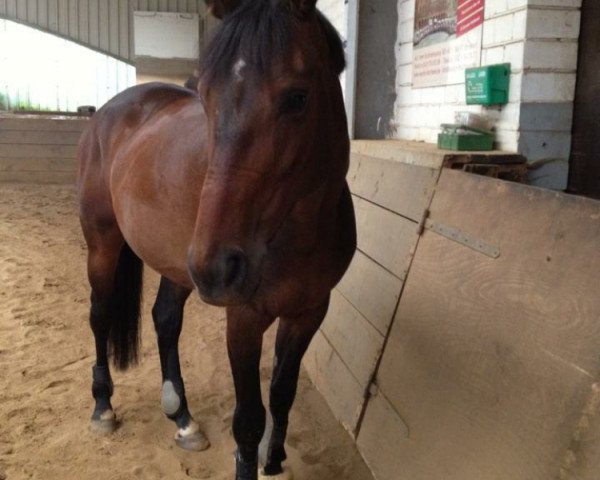 broodmare De la roma (Oldenburg, 2007, from Depardieu 11)