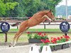 jumper Colarco (Oldenburg show jumper, 2015, from Comme il Faut)