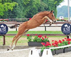 jumper Colarco (Oldenburg show jumper, 2015, from Comme il Faut)