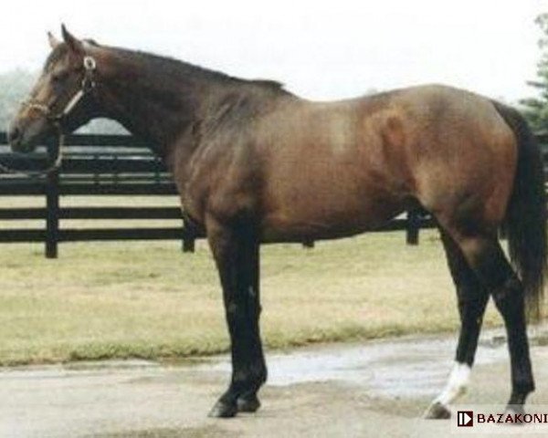 stallion Chief's Crown xx (Thoroughbred, 1982, from Danzig xx)