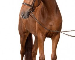 dressage horse Lightning Fox (Hanoverian, 2010, from Lauries Crusador xx)