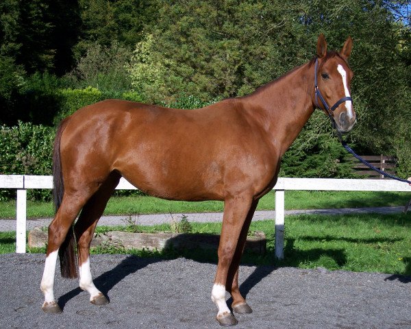 broodmare Femme Poete (Westphalian, 2002, from Feinsinn)