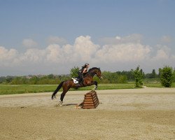 horse Jongleur de Carron (Selle Français, 1997, from Dino de Dampierre)