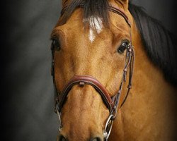 jumper Luxor 140 (KWPN (Royal Dutch Sporthorse), 2006, from Lord Z)