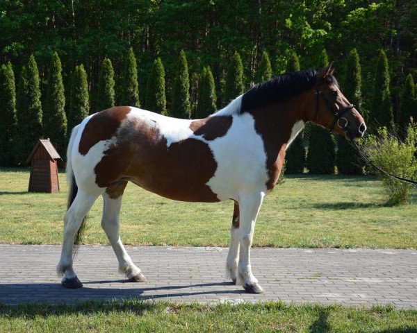 Pferd Taira (Polnisches Kaltblut, 2007)