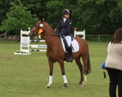 Springpferd Campari de Luxe 2 (Deutsches Reitpony, 2009, von FS Champion de Luxe)