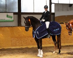 dressage horse Deveraux W (Hanoverian, 2011, from Dagostini)