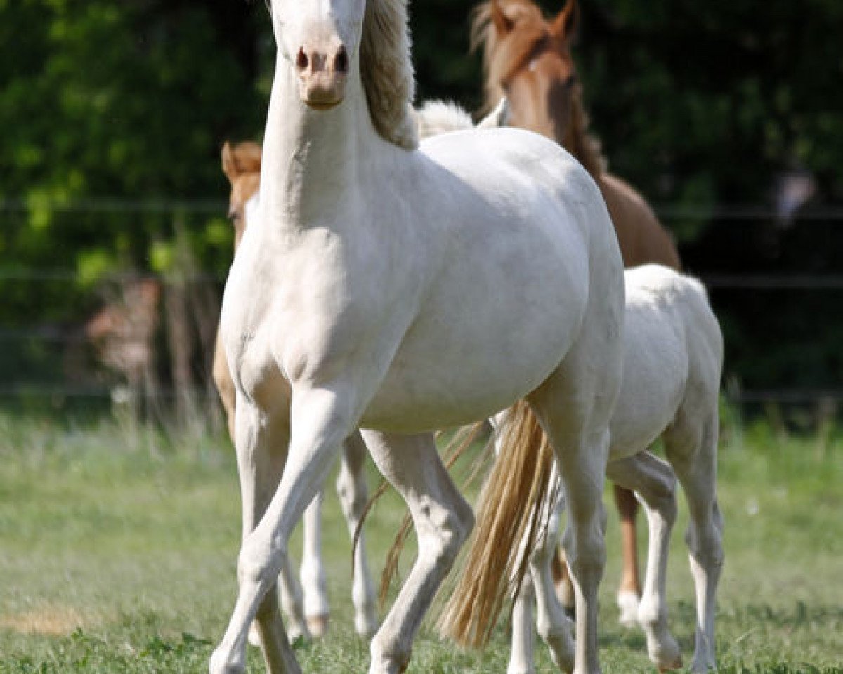 broodmare Daily (German Riding Pony, 2008, from Danilo 80)
