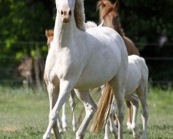 broodmare Daily (German Riding Pony, 2008, from Danilo 80)