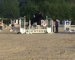 dressage horse Diago del Carbid (Westphalian, 2011, from Doolittle 129)