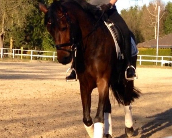 dressage horse Fräulein Rose (Hanoverian, 2009, from Fürst Romancier)