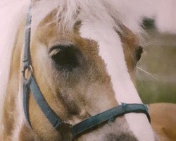 broodmare Waldfee (Haflinger, 1989, from 1317 Waelder)