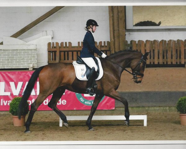 dressage horse Sonnenau SW (Hanoverian, 2010, from Sir Donnerhall I)