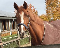 dressage horse Florissa 5 (Hanoverian, 2011, from Fuechtels Floriscount OLD)