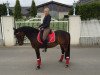 dressage horse Flash Back 4 (German Riding Pony, 2000, from Black-Attack)