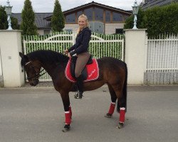 dressage horse Flash Back 4 (German Riding Pony, 2000, from Black-Attack)